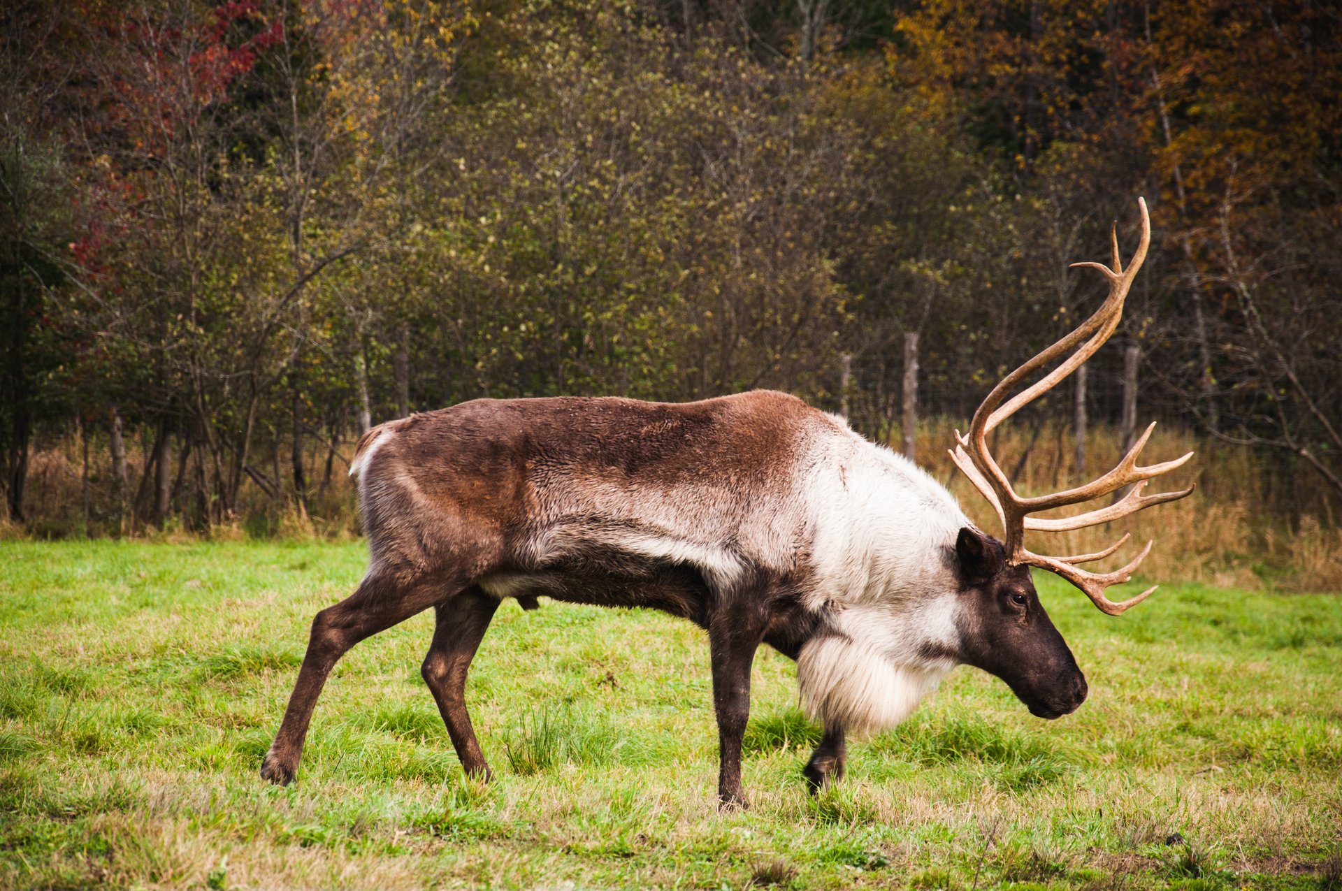 Des animaux et des rondins de bois – Québec en famille 2/3